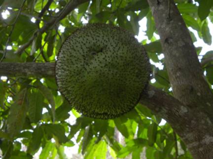 درخت نان آفریقایی